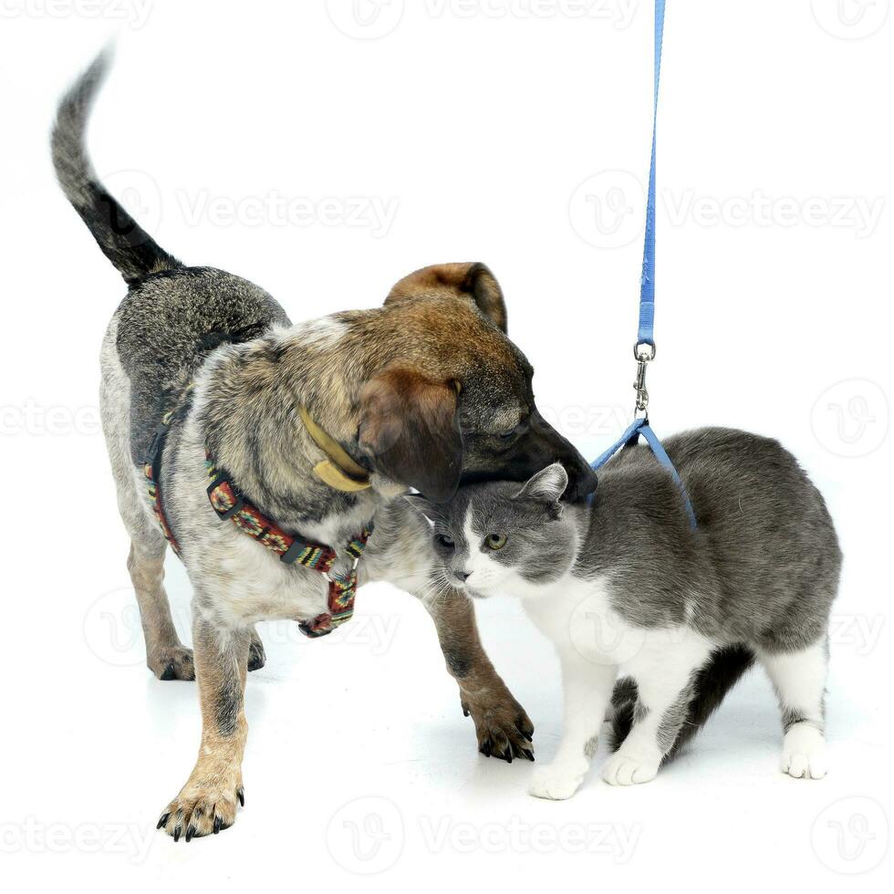 An adorable mixed breed dog playing with a cat photo
