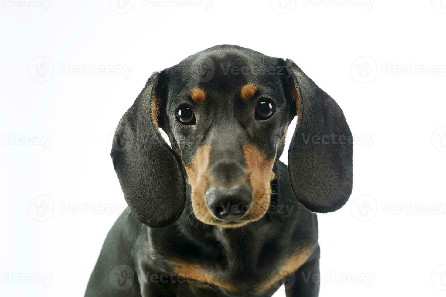 Portrait of an adorable Dachshund photo