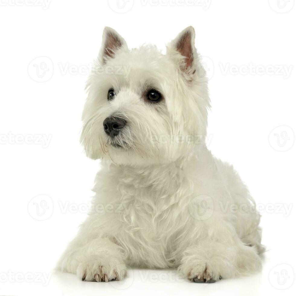 West Highland White Terrier lying on a white studio floor photo