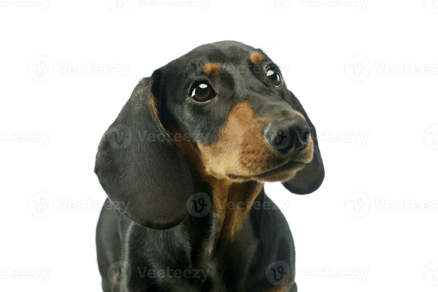 Portrait of an adorable Dachshund photo