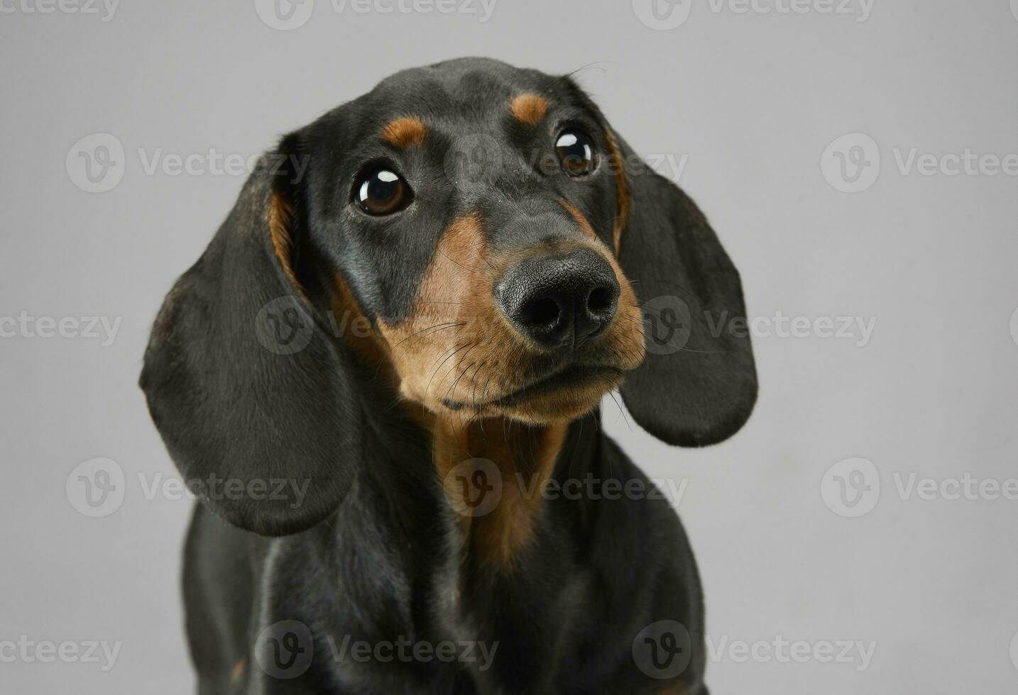 short hair puppy dachshund portrait in gray background photo