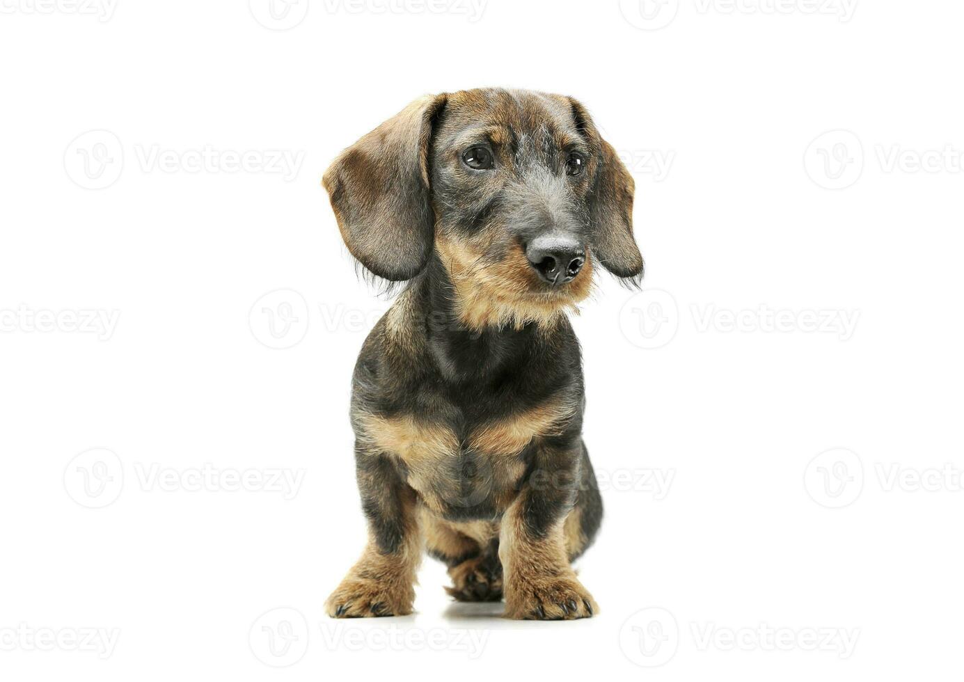 Studio shot of an adorable wired haired Dachshund sitting and looking curiously photo