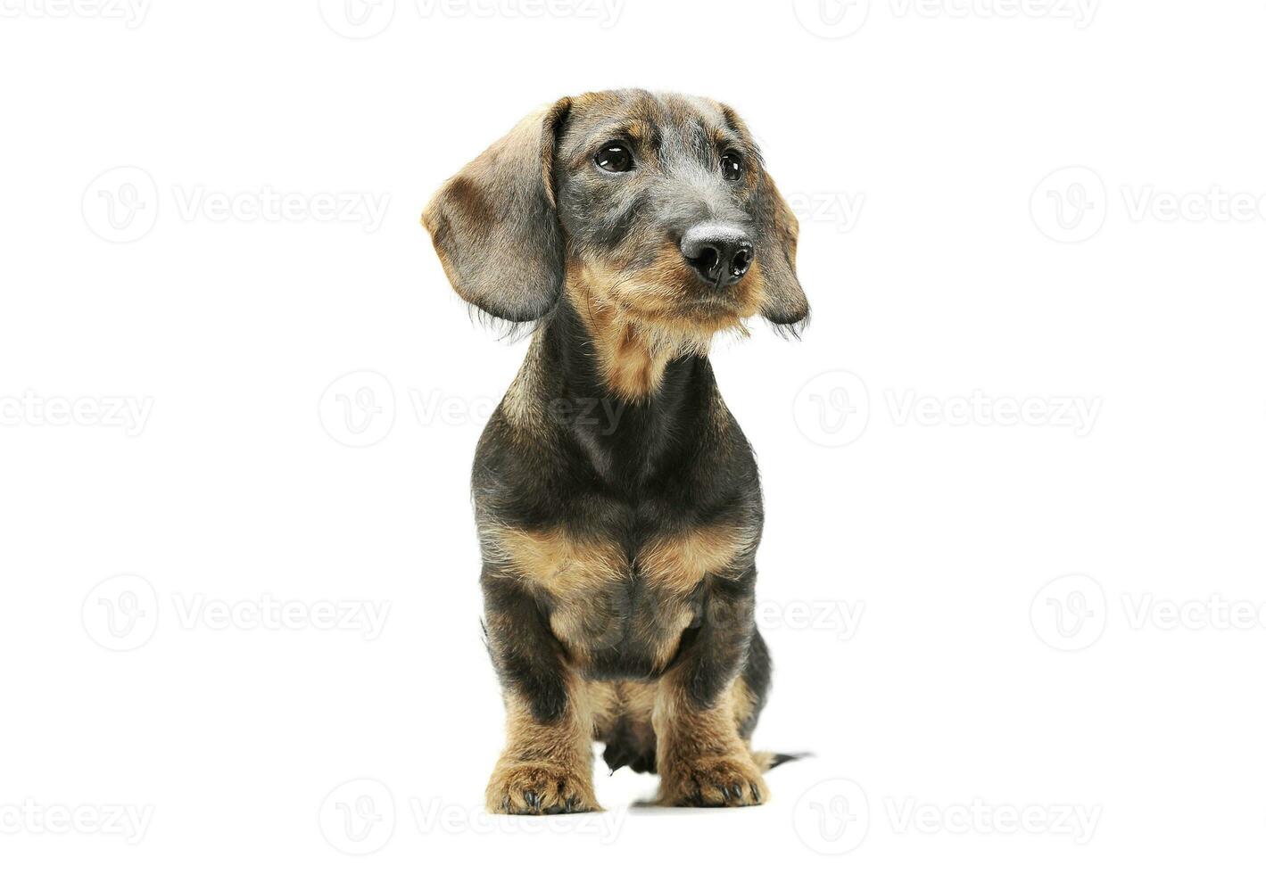 Studio shot of an adorable wired haired Dachshund sitting and looking curiously photo