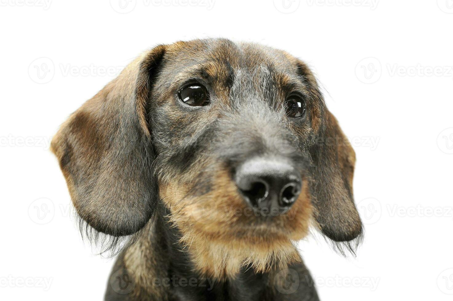 Portrait of an adorable wired haired Dachshund looking curiously photo