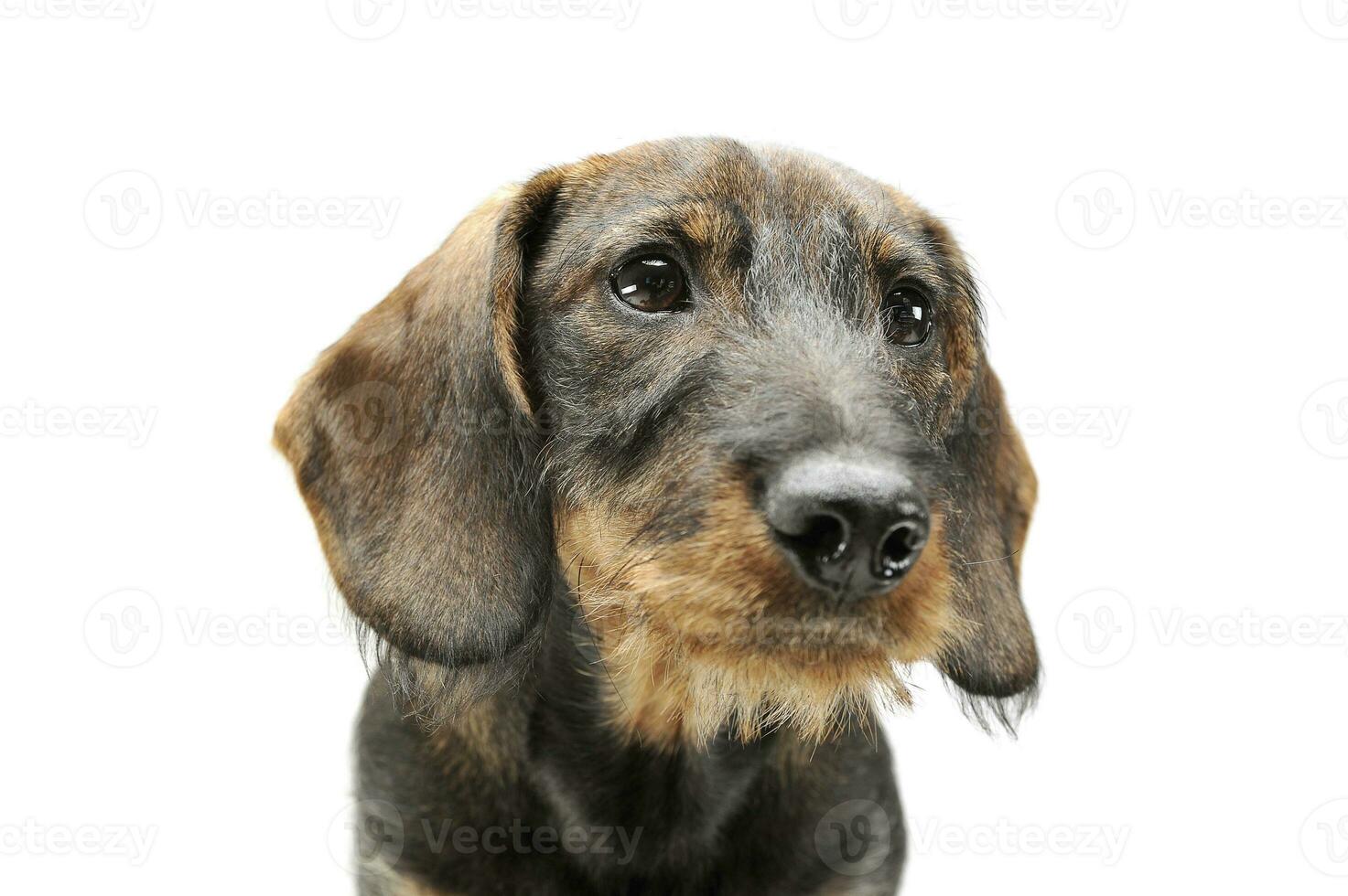 retrato de un adorable cableado peludo perro tejonero mirando arriba curiosamente foto