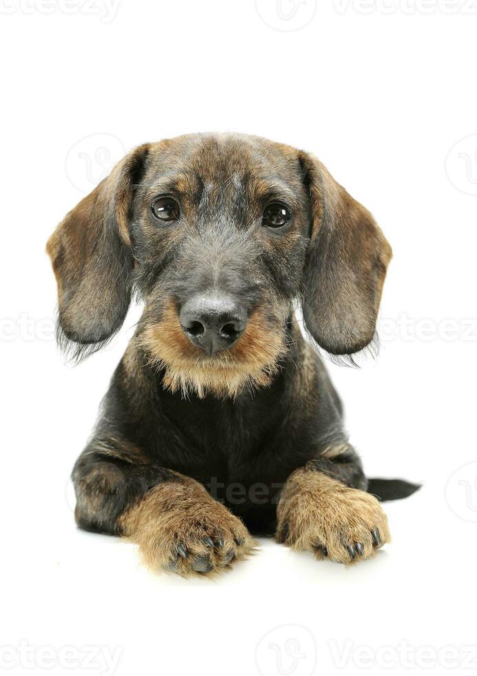 Studio shot of an adorable wired haired Dachshund lying and looking curiously at the camera photo