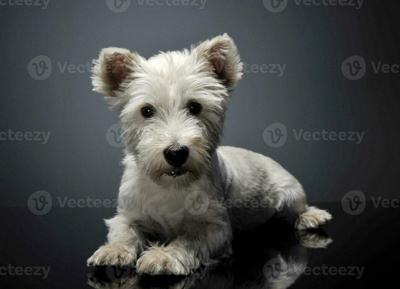 Oeste tierras altas blanco terrier acostado en el brillante estudio piso foto