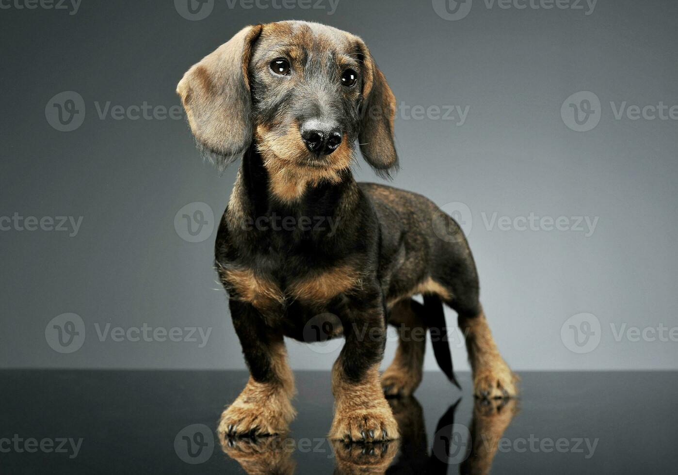 estudio Disparo de un adorable cableado peludo perro tejonero en pie y mirando curiosamente a el cámara foto