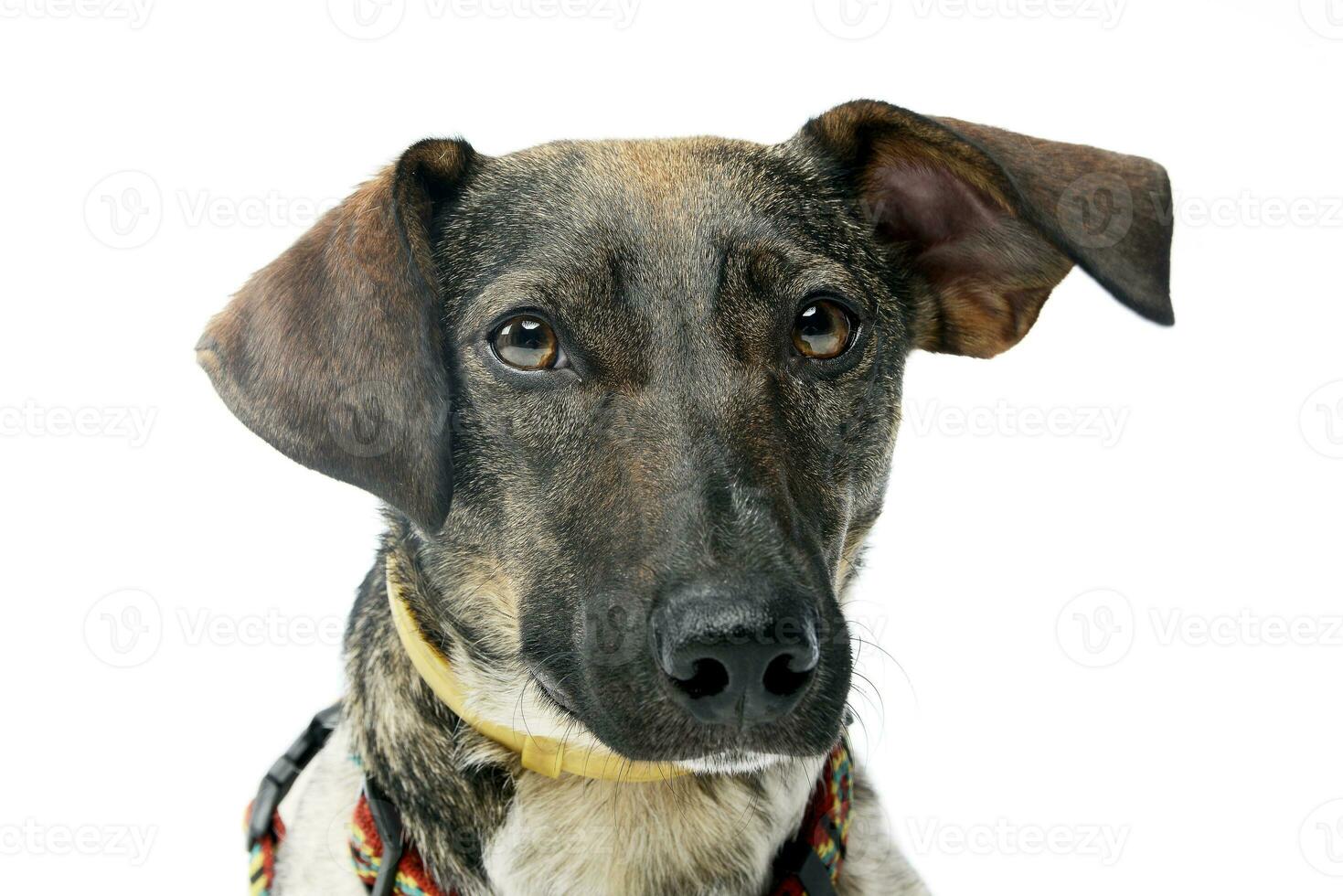 Portrait of an adorable mixed breed dog photo