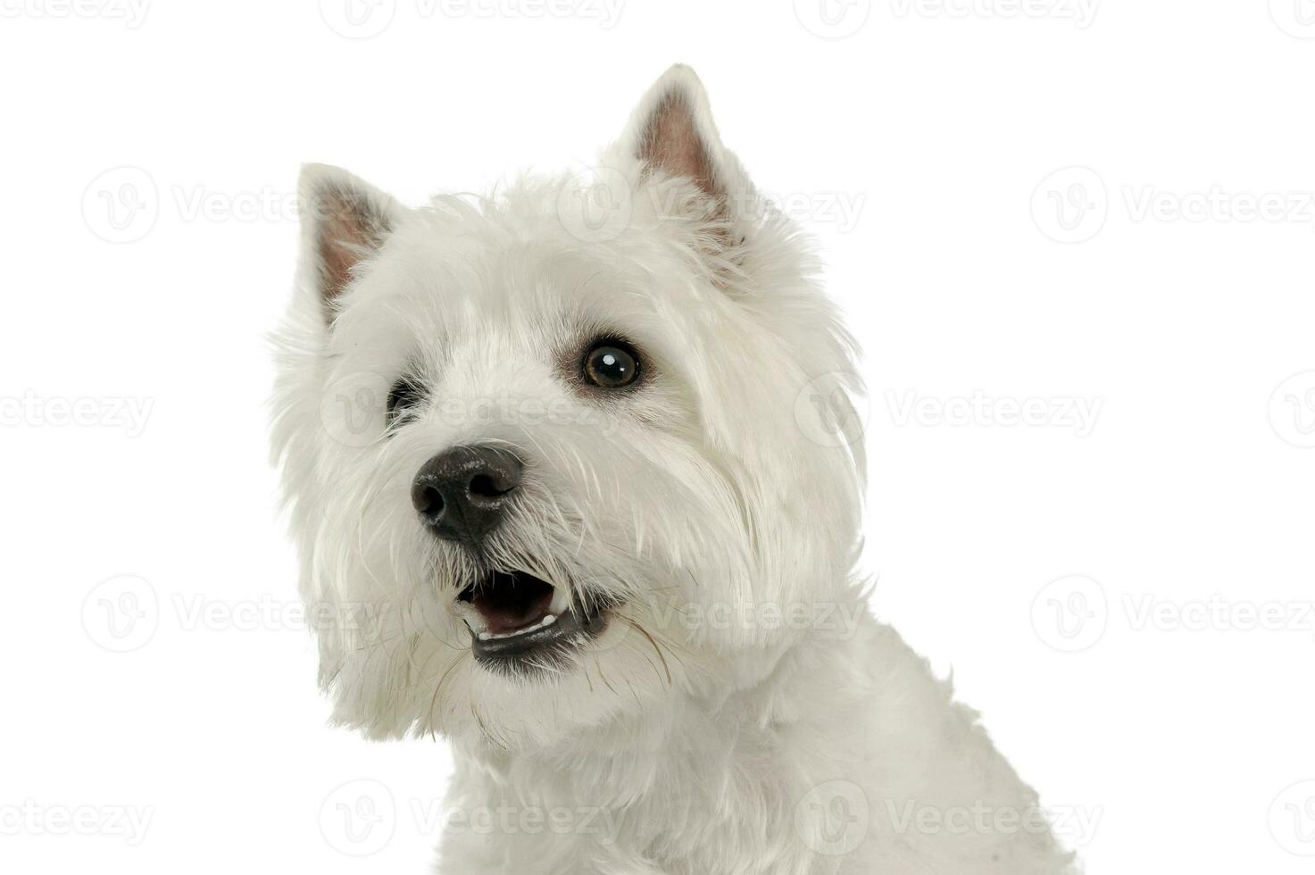West Highland White Terrier portrait in a white studio photo