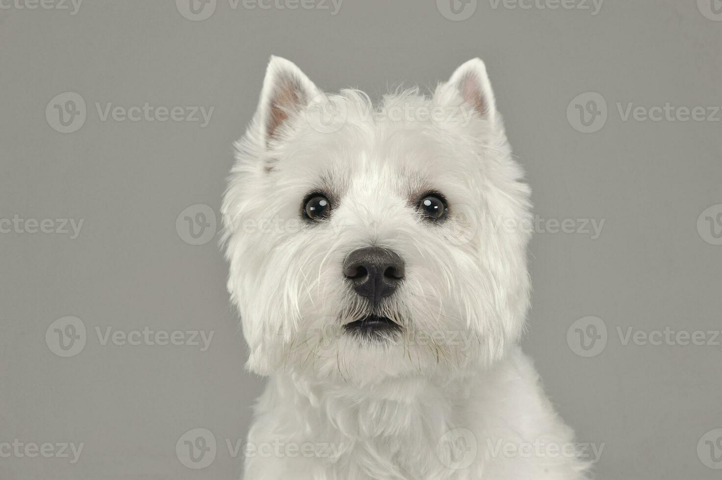 West Highland White Terrier portrait in a white studio photo