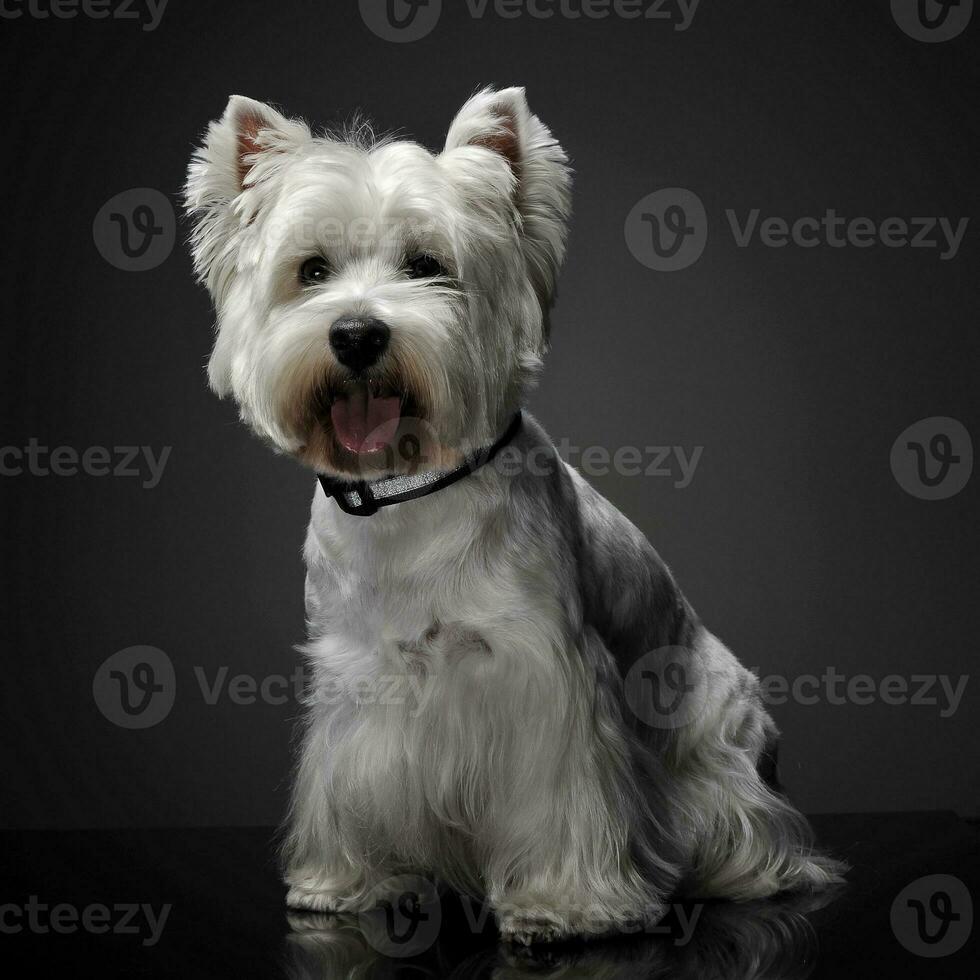 West Highland White Terrier lying on the shiny studio floor photo