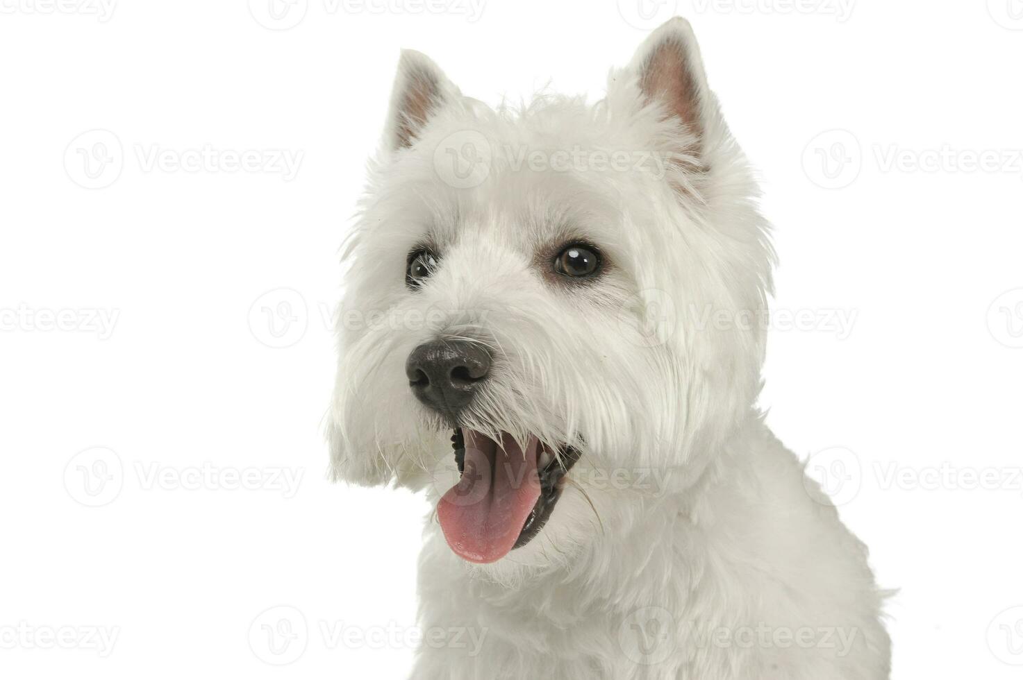 Oeste tierras altas blanco terrier retrato en un blanco estudio foto