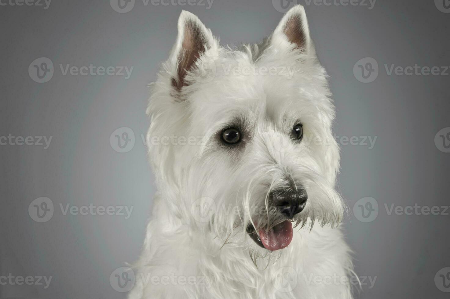 West Highland White Terrier portrait in a gray background photo