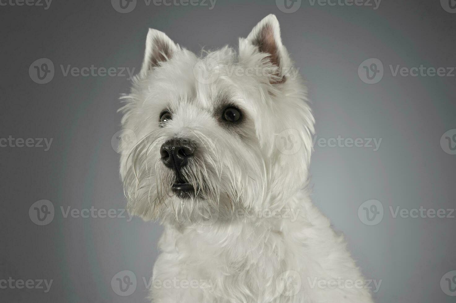 West Highland White Terrier portrait in a gray background photo