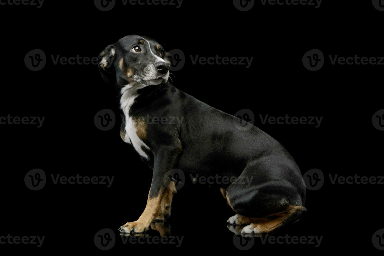 Studio shot of a lovely Mixed breed dog photo