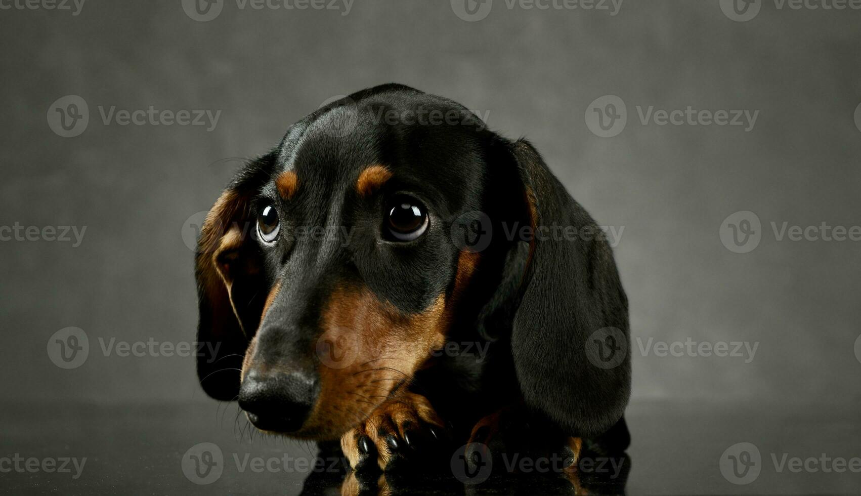 Studio shot of an adorable Dachshund photo