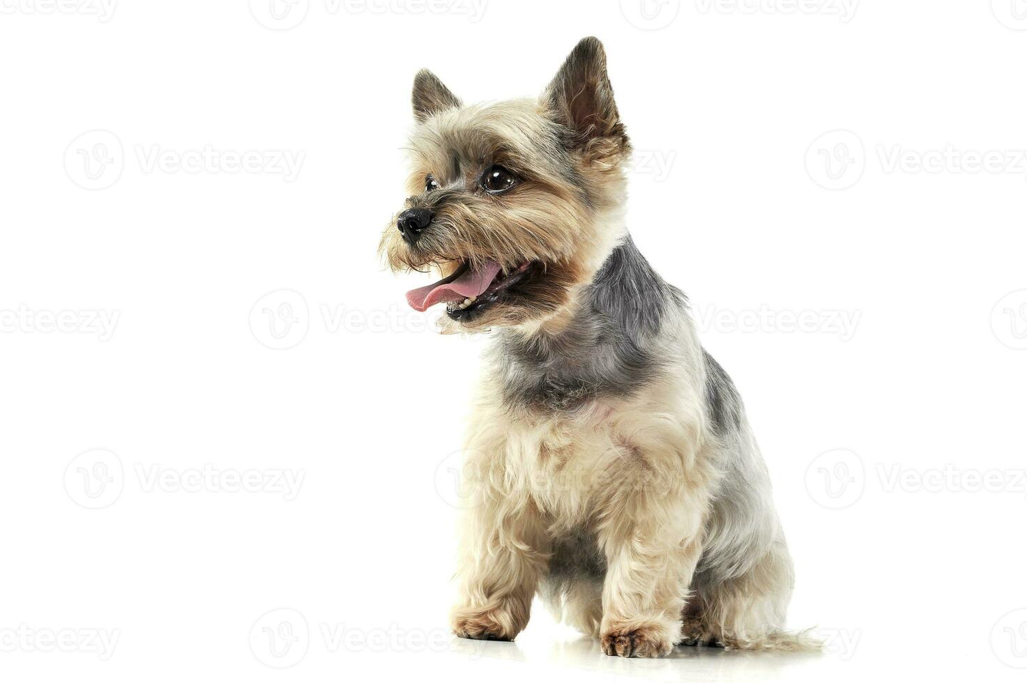 Studio shot of an adorable Yorkshire Terrier looking satisfied photo
