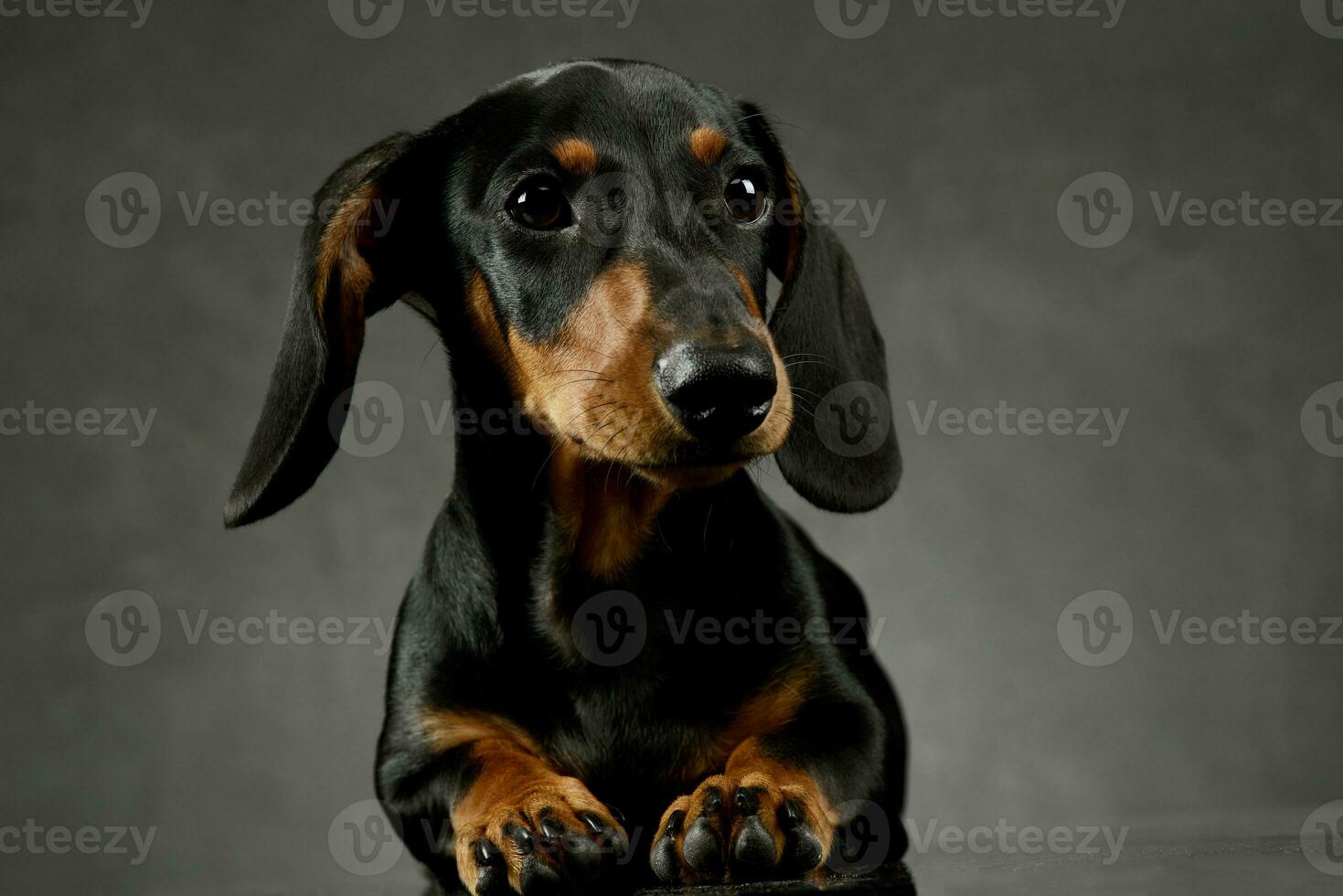 Studio shot of an adorable Dachshund photo