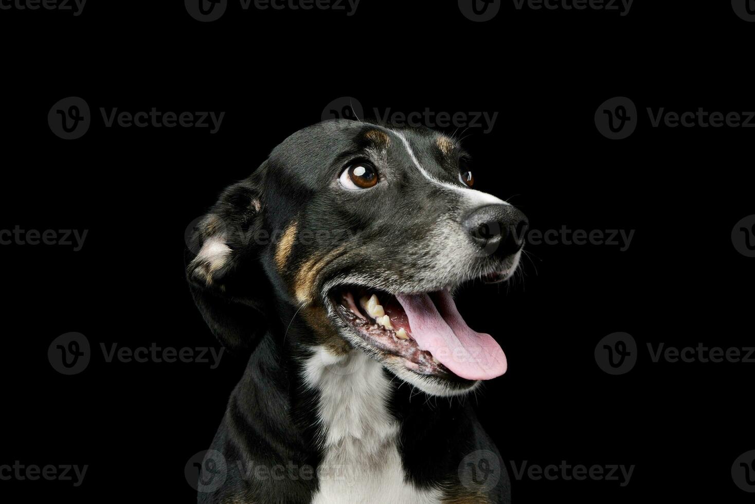 Portrait of a lovely mixed breed dog photo