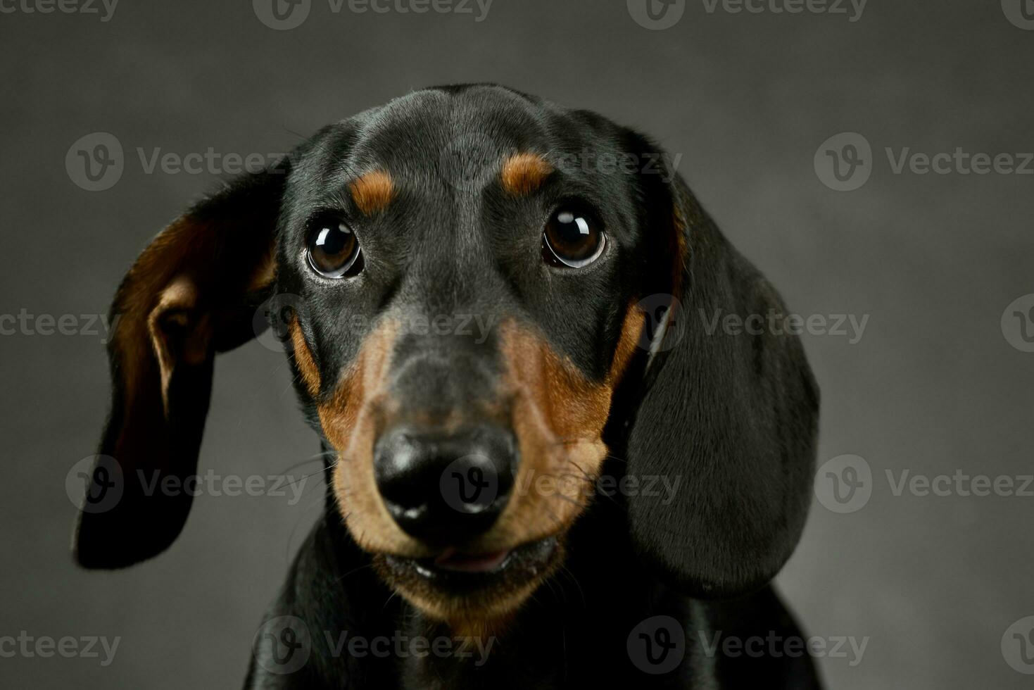 Portrait of an adorable Dachshund photo