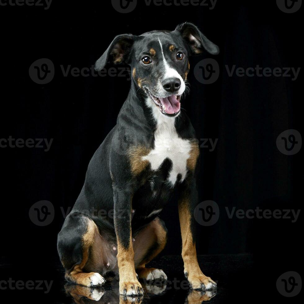 Studio shot of an adorable mixed breed dog photo