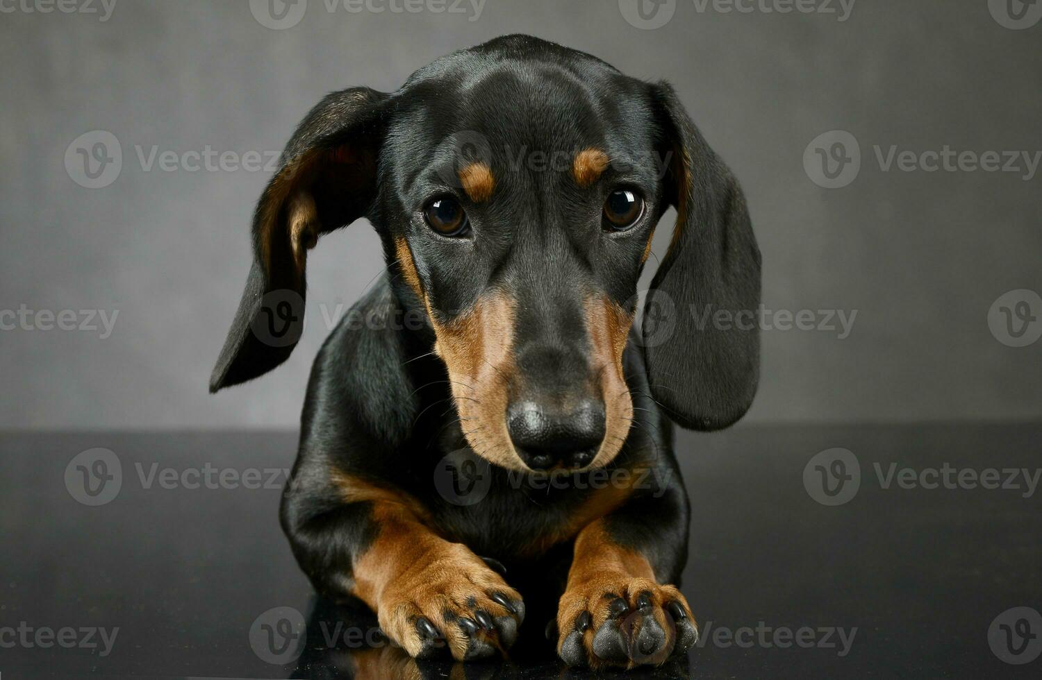 Dachshund's portait on the dark gray studio photo