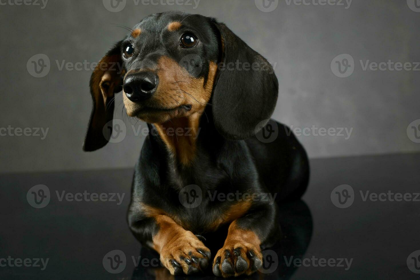 Dachshund's portait on the dark gray studio photo