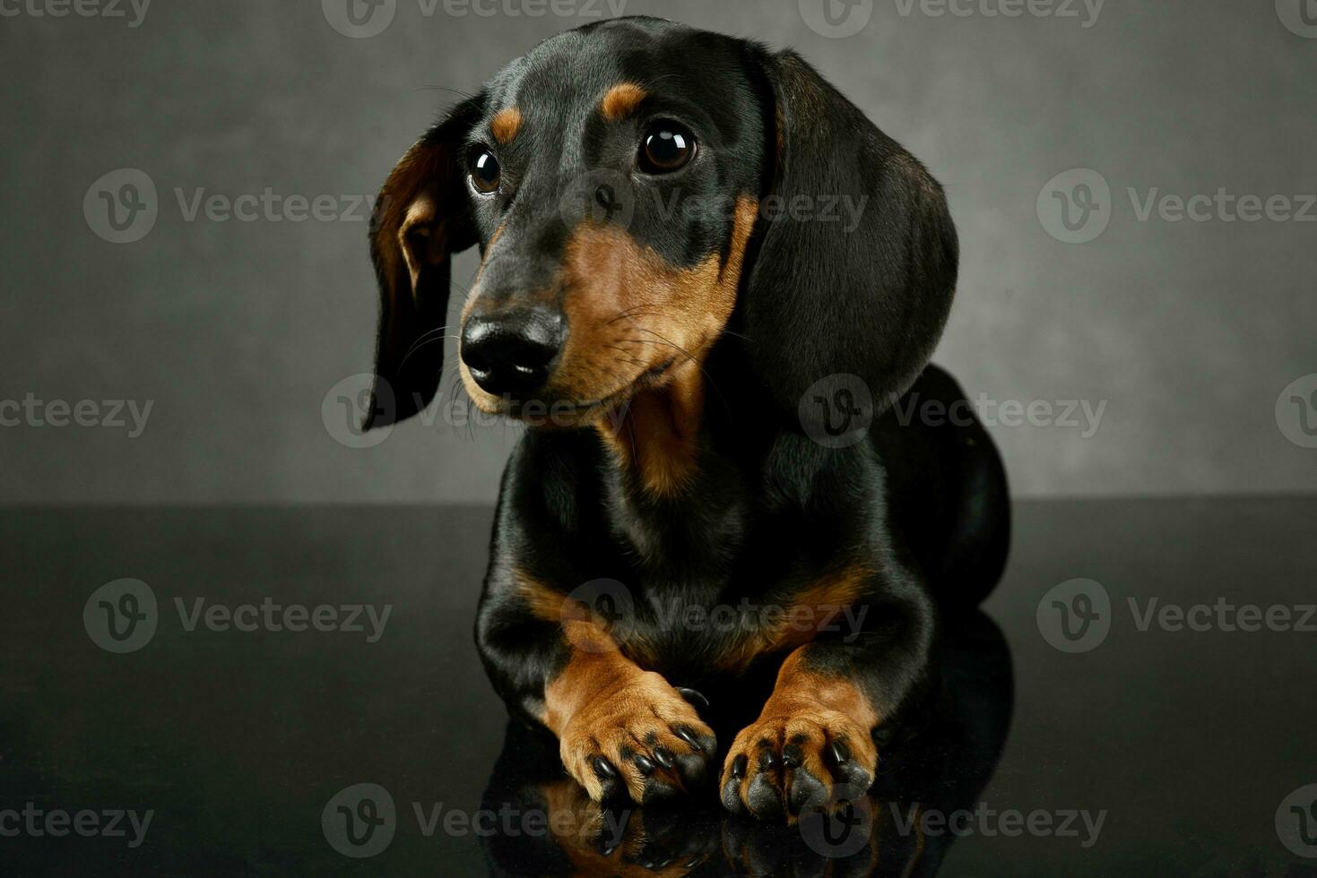 Studio shot of an adorable Dachshund photo