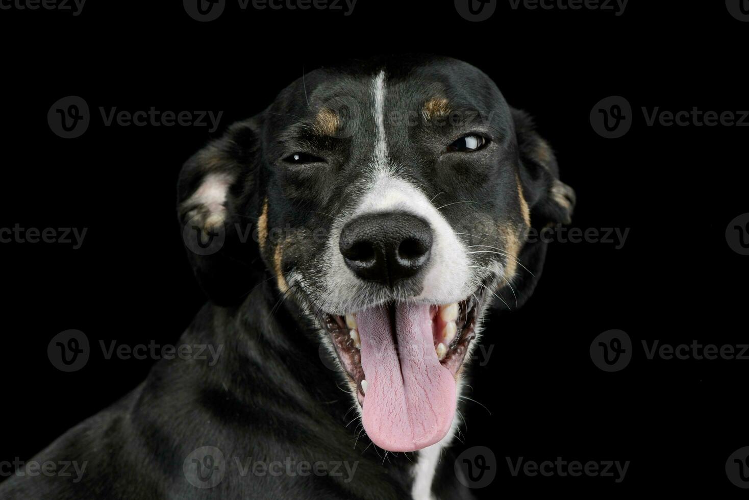 Portrait of a lovely mixed breed dog photo