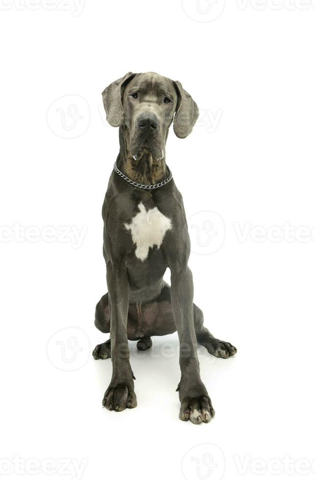 Studio shot of an adorable great dane photo