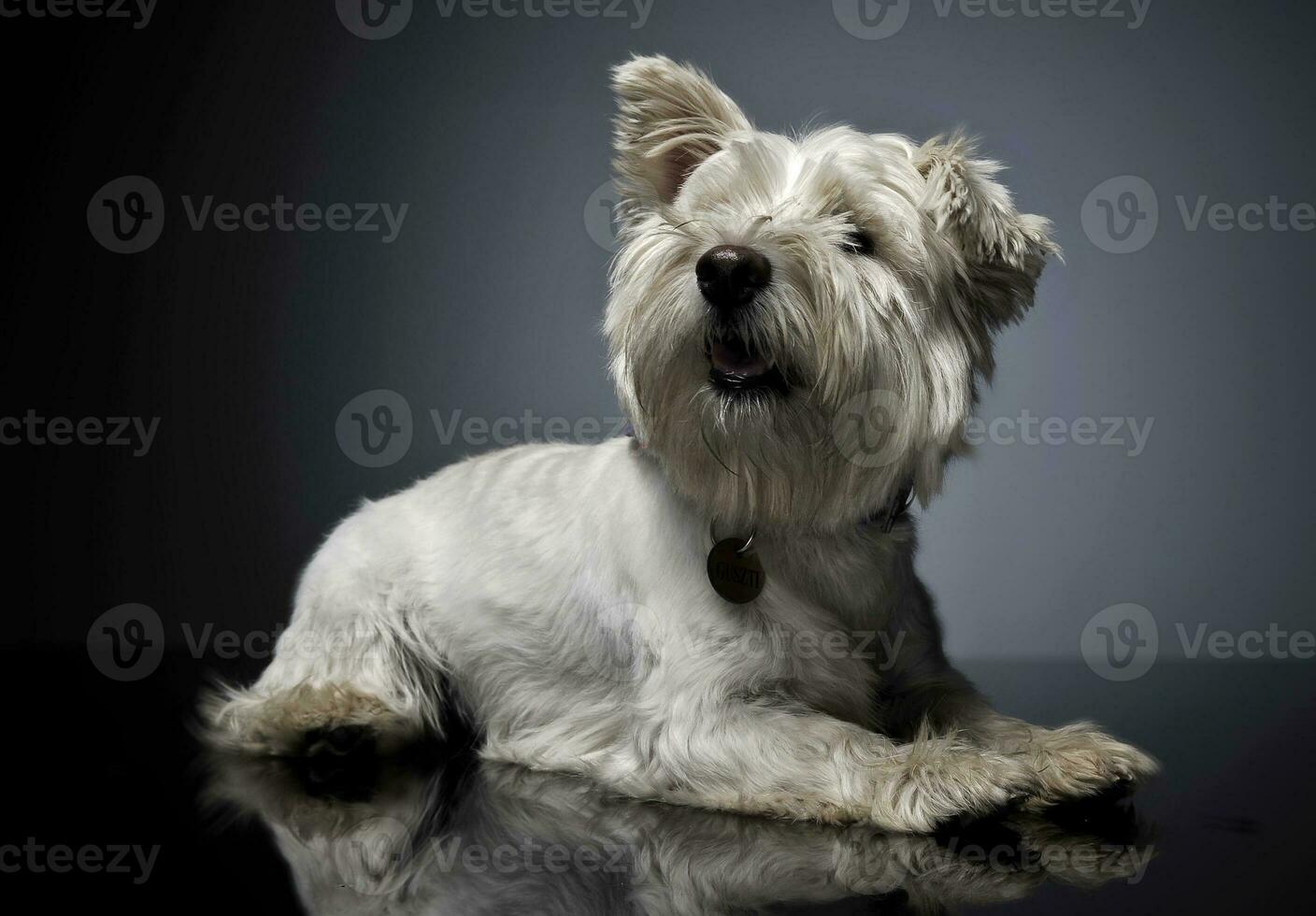 West Highland White Terrier lyingin a shiny gray background photo