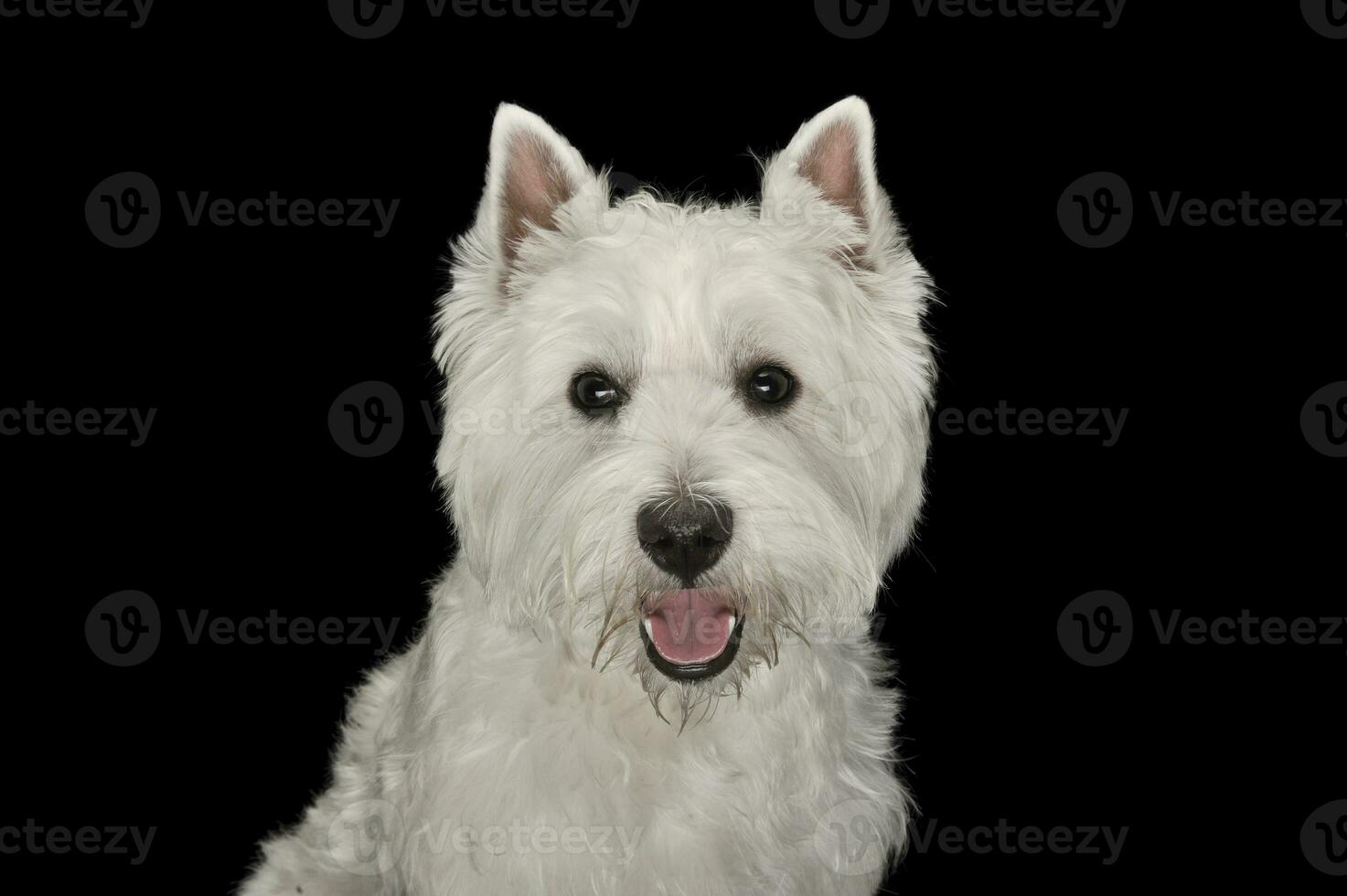 Oeste tierras altas blanco terrier retrato en un negro estudio foto