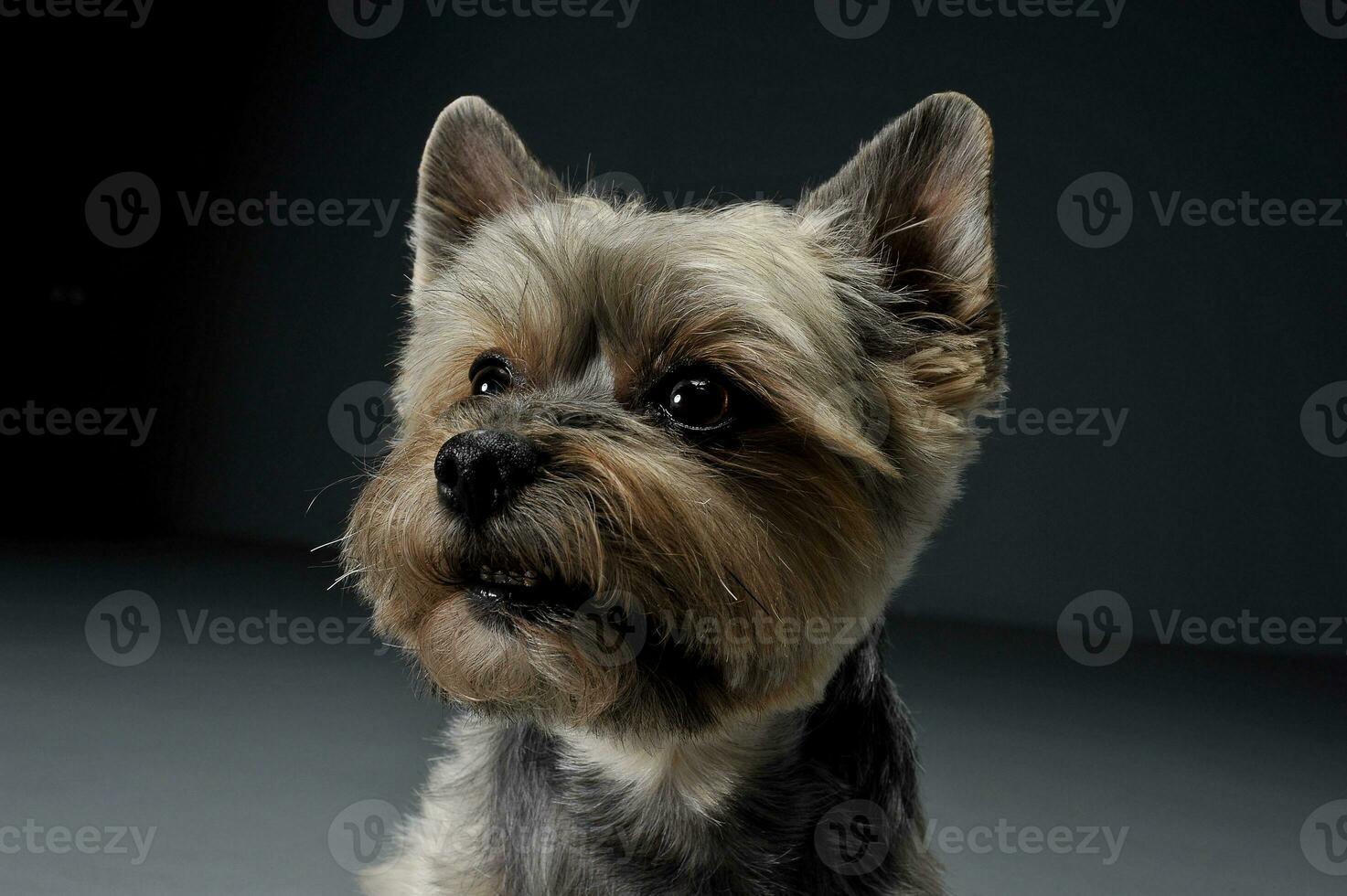 Portrait of an adorable Yorkshire Terrier looking curiously photo