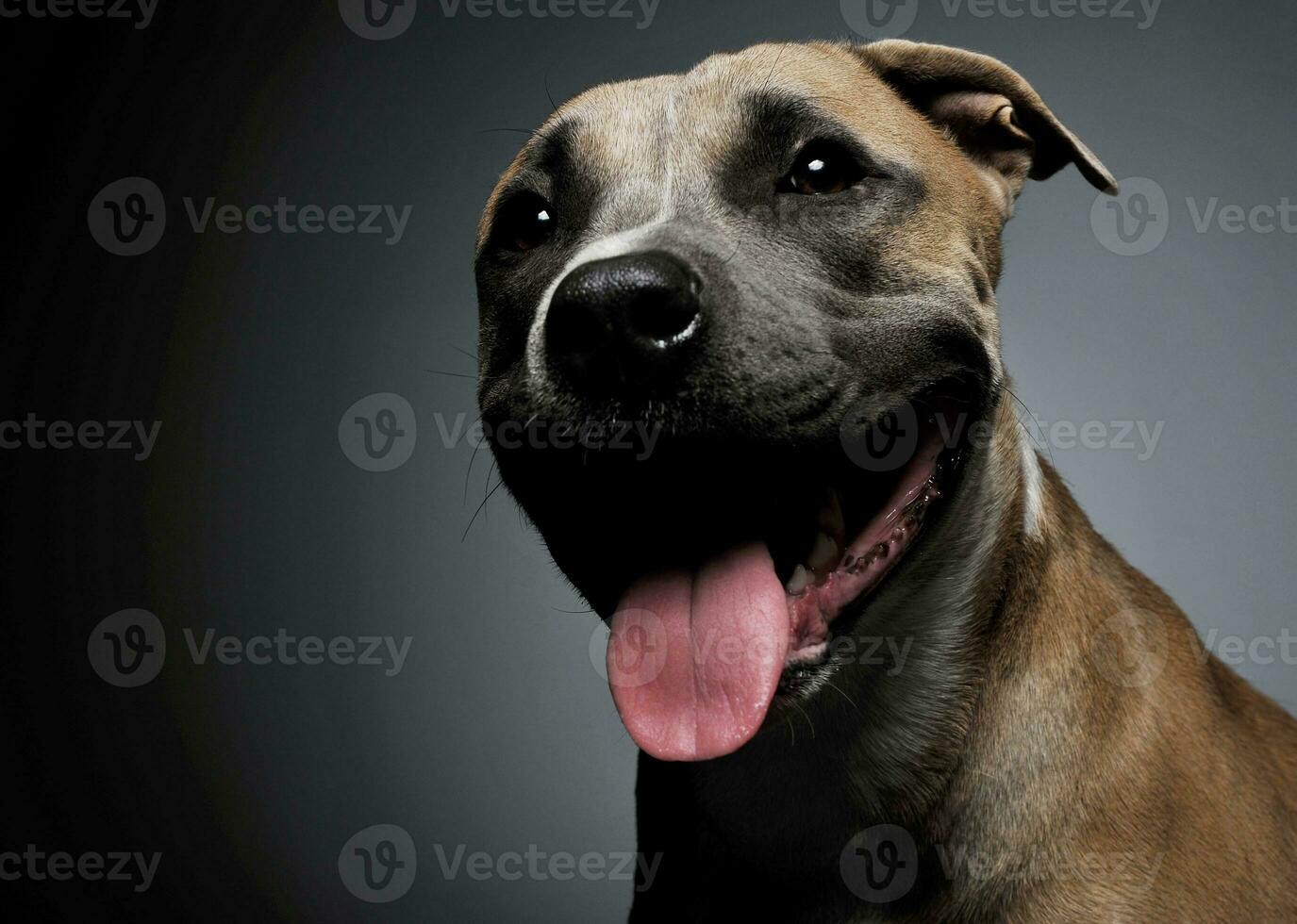 Studio shot of a lovelyStudio shot of a lovely Staffordshire Terrier photo