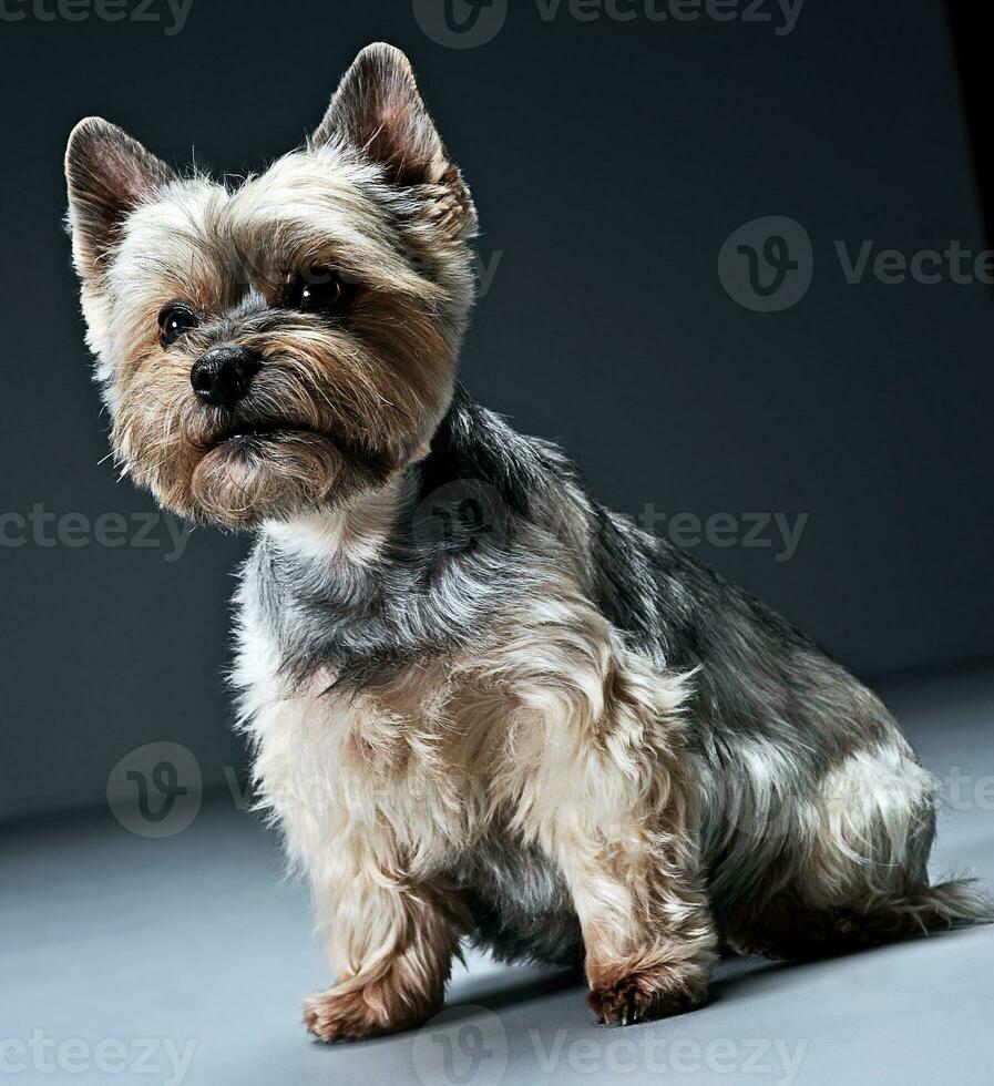 Yorkshire Terrier portrait in a dark studio photo