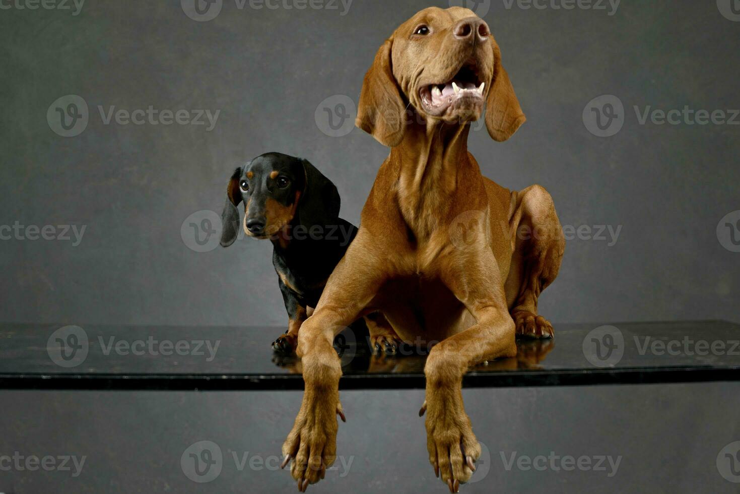 dachshund and Hungarian Vizsla in a studio photo