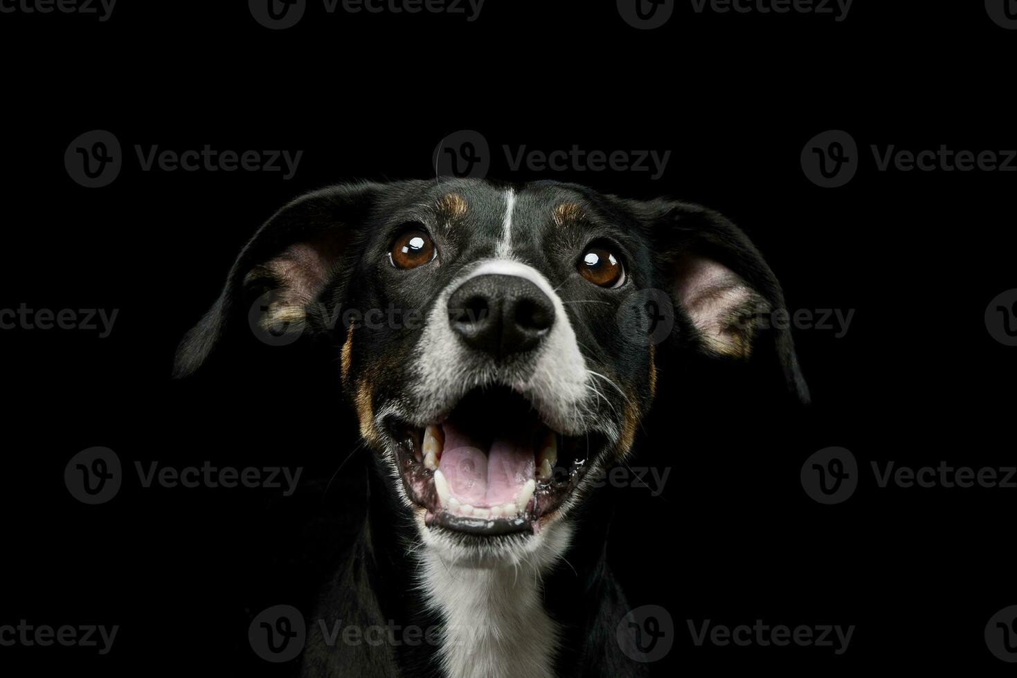 Portrait of a lovely mixed breed dog photo