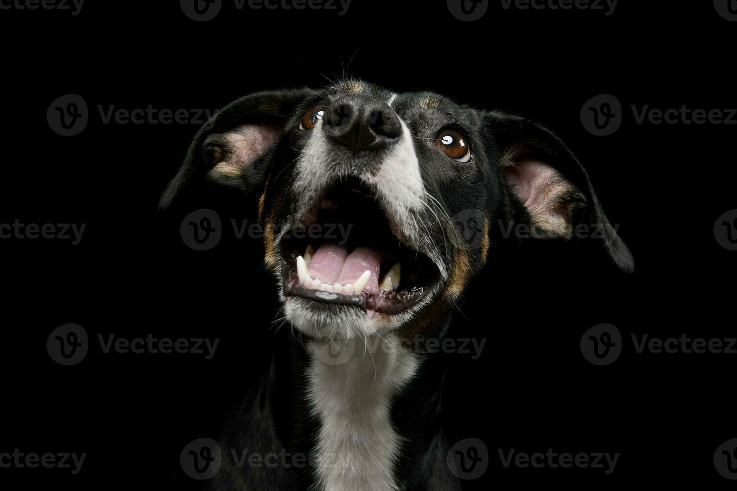 Portrait of a lovely mixed breed dog photo