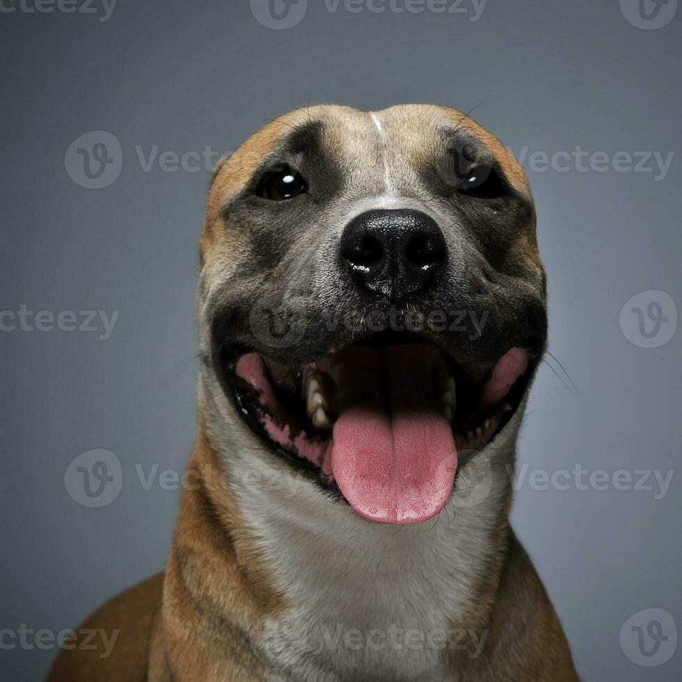 Staffordshire Terrier portrait in a dark studio photo