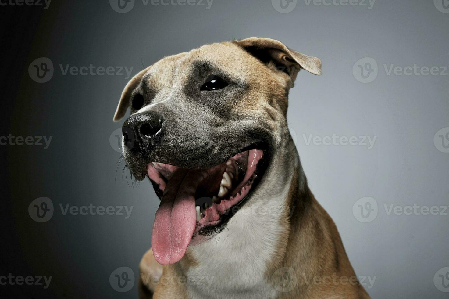 Studio shot of a lovely Staffordshire Terrier photo