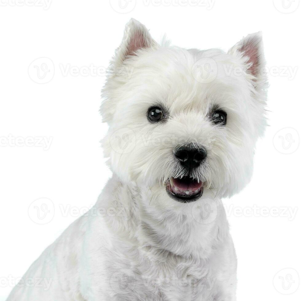 retrato de un linda Oeste tierras altas blanco terrier foto