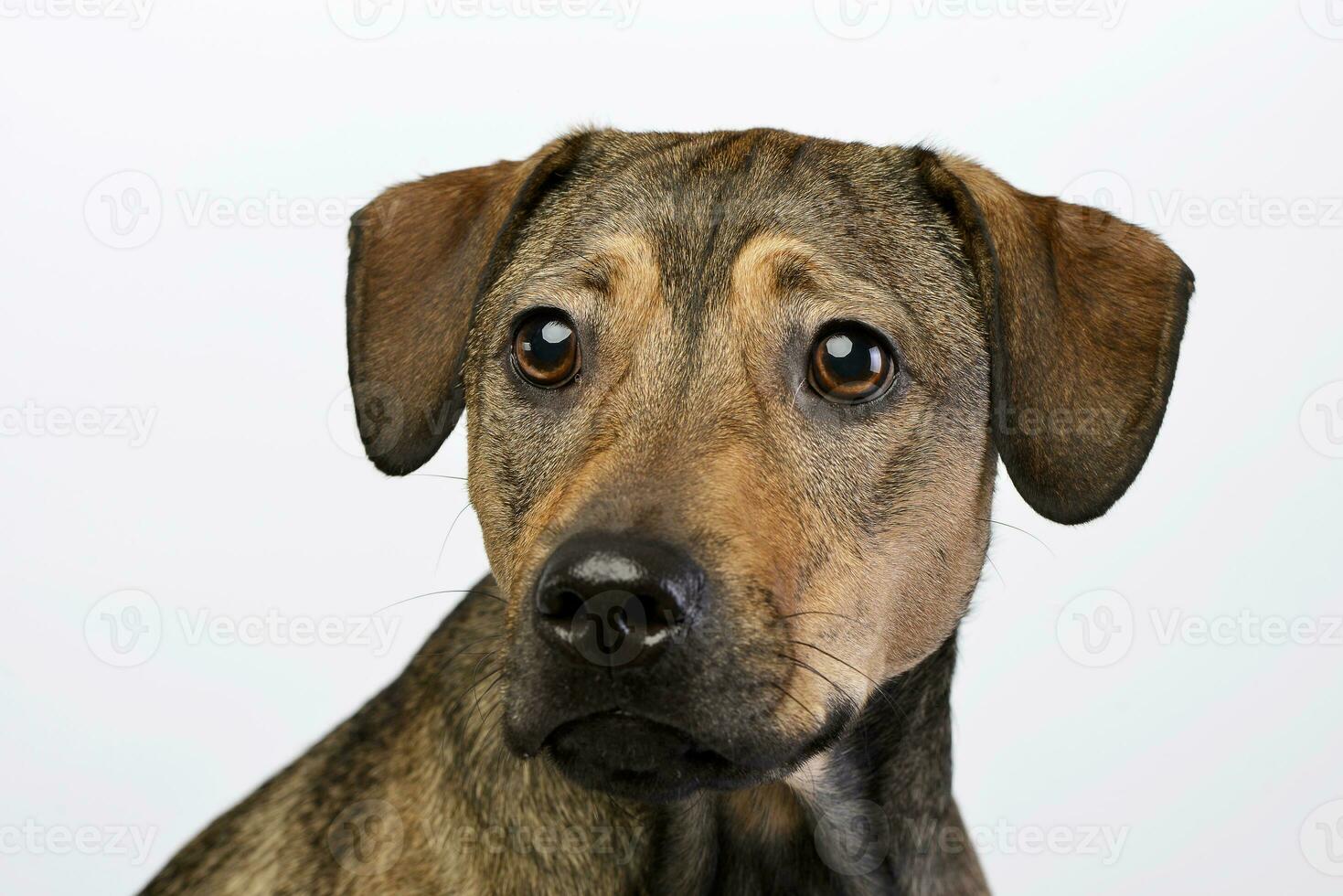 Portrait of an adorable mixed breed dog photo