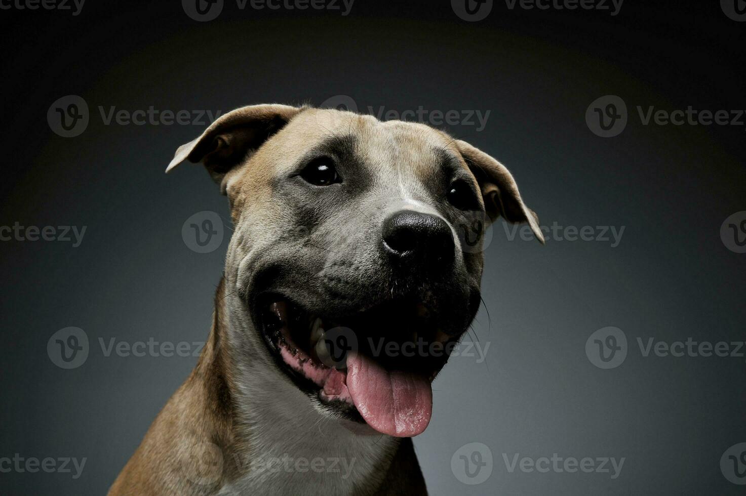 Studio shot of a lovely Staffordshire Terrier photo