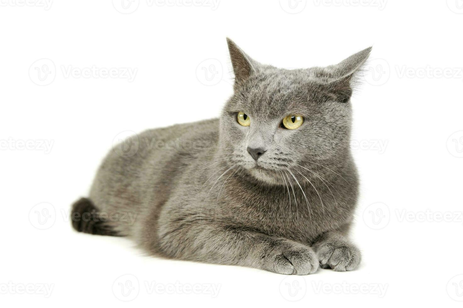 Studio shot of an adorable British shorthair cat photo