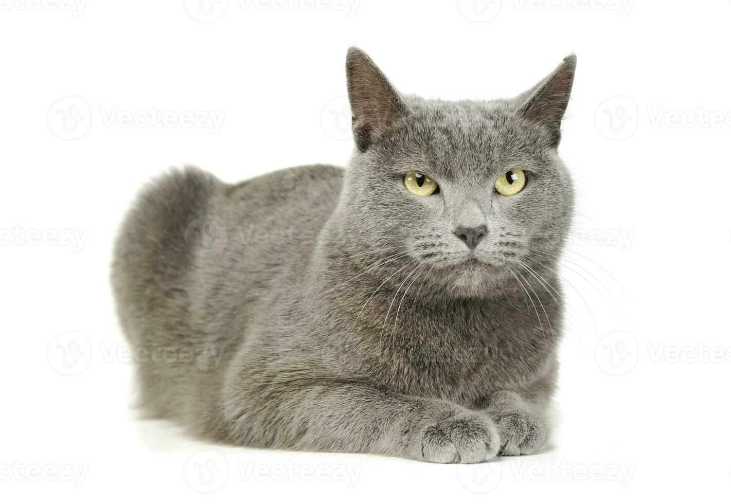 Studio shot of an adorable British shorthair cat photo