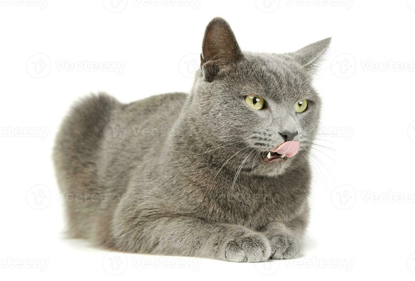 Studio shot of an adorable British shorthair cat photo