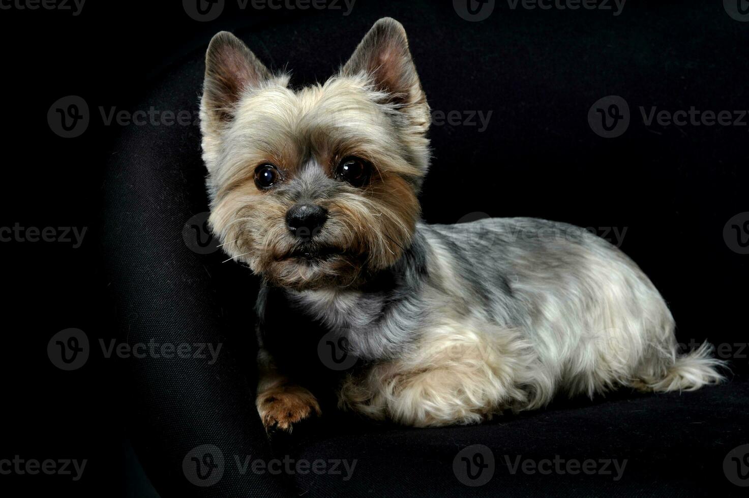 Studio shot of an adorable Yorkshire Terrier looking curiously at the camera photo
