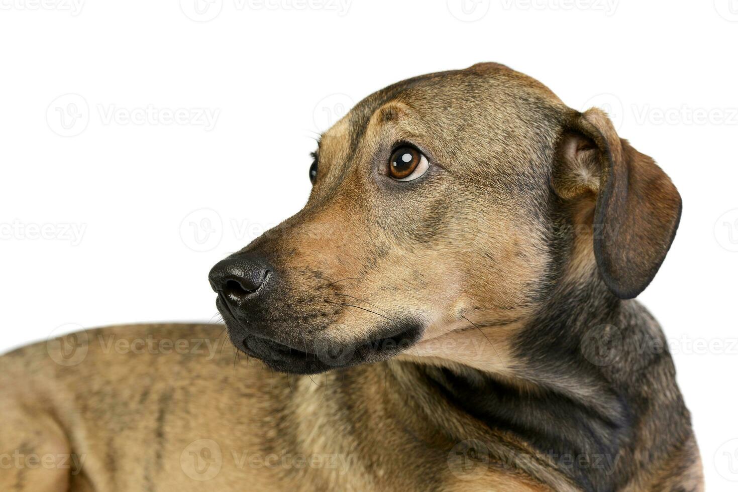 retrato de un adorable mezclado raza perro foto