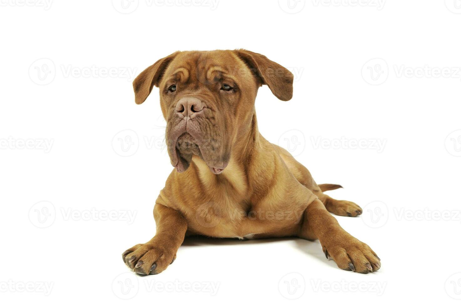 Studio shot of an adorable Cane corso italiano photo